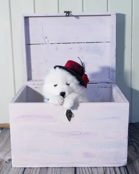 Lindo cachorro Samoyedo blanco en un sombrero rojo sale de una caja de madera.Orientación vertical —  Fotos de Stock