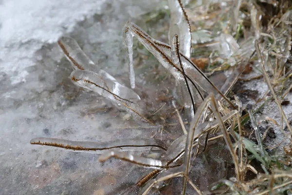 Zimowe Tło Mrożonej Trawy Kryształami Lodu — Zdjęcie stockowe