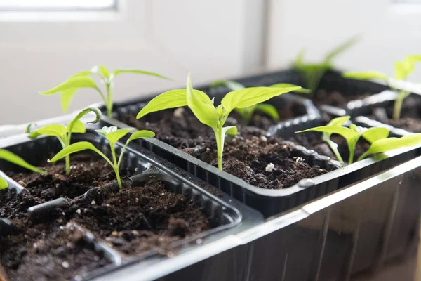 Pepper seedlings in the spring. The concept of home gardening — Stock Photo, Image