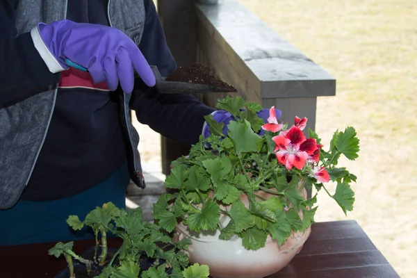 Eine Gärtnerin gießt im Frühjahr Erde in einen Keramiktopf mit Blumen. Heimgartenkonzept lizenzfreie Stockfotos