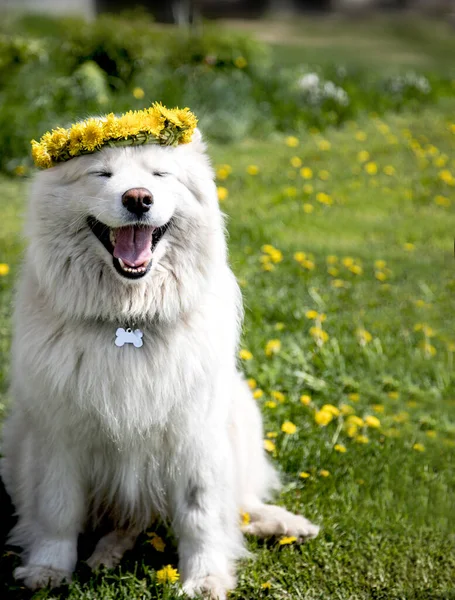 Um cão Samoyed vestindo uma coroa de dentes de leão fechou os olhos e está sorrindo em um dia de verão. Conceito férias de verão — Fotografia de Stock
