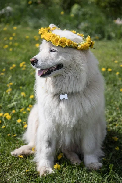 Un perro Samoyedo con una corona de diente de león ha cerrado los ojos y sonríe en un día de verano. Concepto vacaciones de verano —  Fotos de Stock