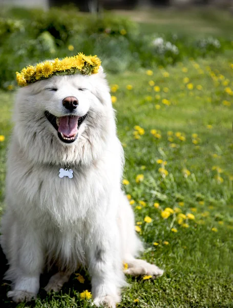 Ein Hund aus Samoa, der einen Löwenzahnkranz trägt, hat die Augen geschlossen und lächelt an einem Sommertag. Sommerferienkonzept Stockbild