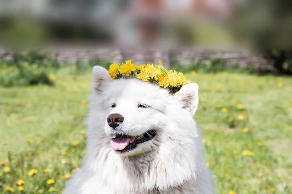 タンポポのリースを着た陽気なサモイドの犬。夏の幸福の概念 — ストック写真