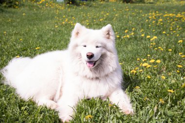 Beyaz tüylü bir Samoyed köpeği çimenlerde karahindiba ile yatıyor. Yaz tatili kavramı