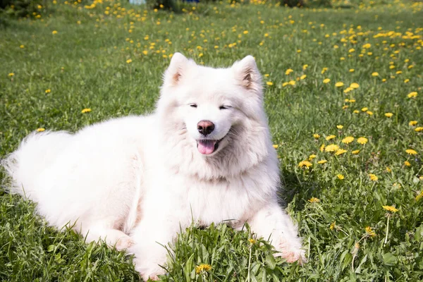 Egy fehér bolyhos Samoyed kutya fekszik a gyepen pitypangokkal. Nyári szabadság koncepciója — Stock Fotó