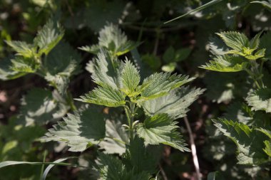 Isırgan otunun yaprakları güneşli bir günde. Yatay oryantasyon.
