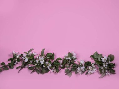 Pembe kağıt arka planda çiçek açan elma dalları için yaratıcı minimum düzenleme. Düz alan. Boşluğu kopyala