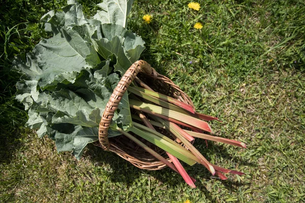 Vista superior de una cesta con tallos de ruibarbo. El concepto de plantas sanas. Copiar spase Imágenes de stock libres de derechos