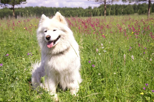 Positive Samoyed Dog Sits Smile Background Blooming Meadow — Stock Photo, Image