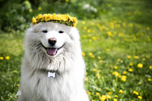 Hermoso Perro Samoyedo Una Corona Dientes León Sienta Césped Con —  Fotos de Stock