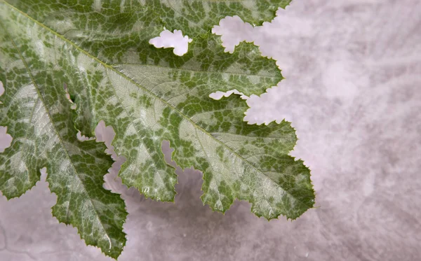 Feuille Courgette Verte Sur Fond Gris Clair Légumes Fond — Photo