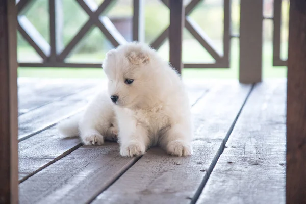 Un grazioso cucciolo Samoyed si trova su una veranda in legno e distoglie lo sguardo. Ritratto estivo di un cucciolo — Foto Stock
