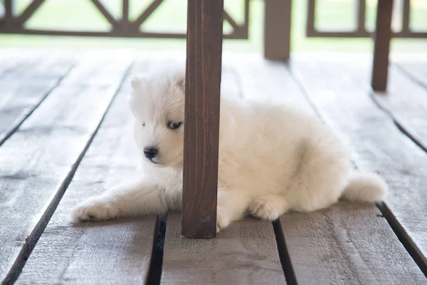 Un pequeño cachorro Samoyedo blanco está sentado en una veranda de madera y espiando desde detrás de una pata de mesa. Retrato divertido de un cachorro Fotos de stock