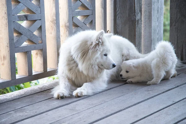 A small Samoyed puppy plays with its mother on a wooden floor . Pets — Stock Photo, Image