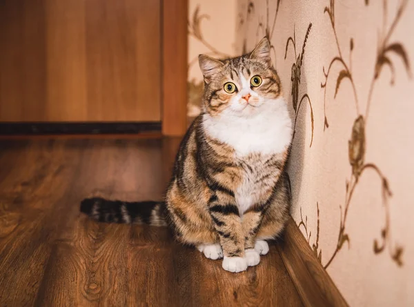 The cute cat is sitting on the wooden floor — Stock Photo, Image