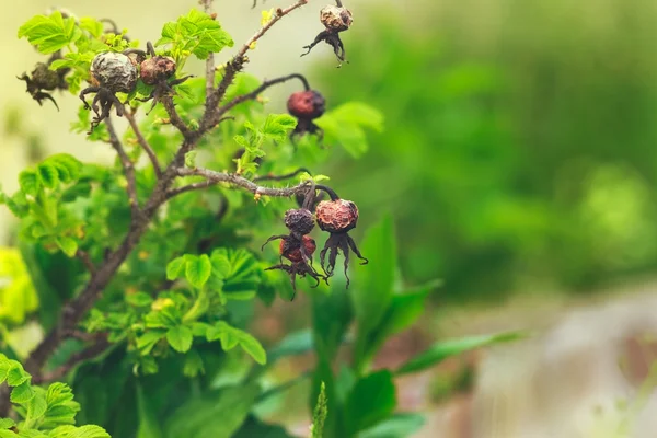 Kurumuş fruitage dalı ile yeşil planları, yeşil, botan vardır — Stok fotoğraf