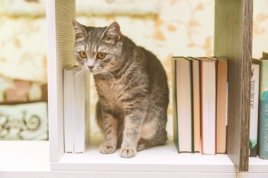 İngiliz Gri kedi oturan arasında kazık, kitap raf, komik evcil hayvan, Toned olduğunu