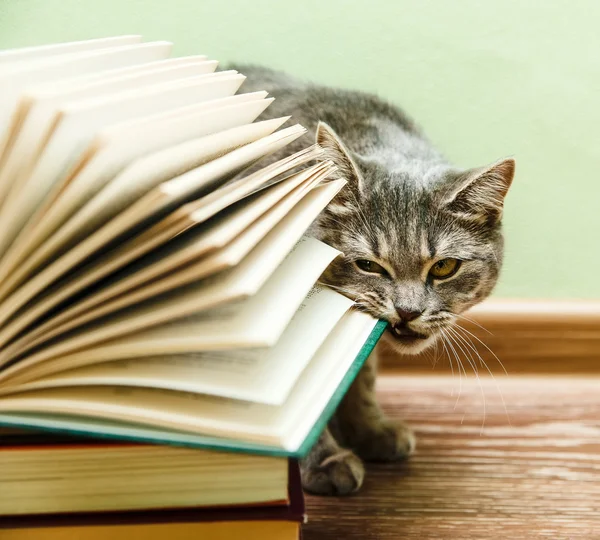 The British Grey Cat is Biting Open Book,Funny Pet on the Wood Floor — Stock Photo, Image