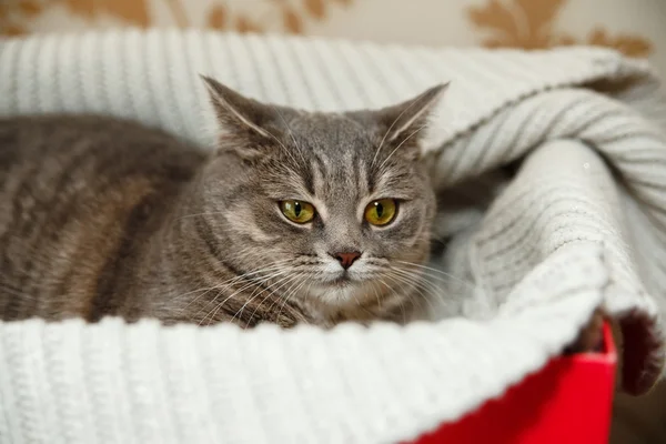 The Scotch Grey Cute Cat is Sitting in the Knitted White Sweater in the Red Box.Animal Fauna, Interesting Pet . — стоковое фото