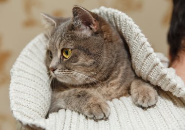 Viski gri şirin kedi örgü beyaz kazaklı erkekler Shoulder.Animal Fauna, ilginç evde beslenen hayvan üstünde oturuyor.