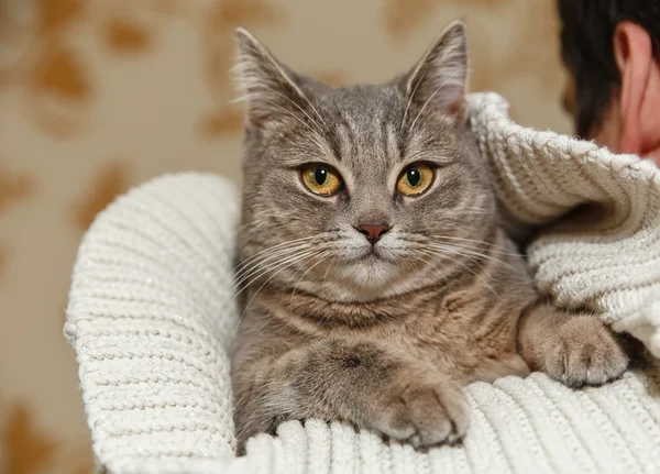 Le chat mignon gris écossais est assis dans le pull blanc tricoté sur l'épaule des hommes.Happy Look.Animal faune, intéressant animal de compagnie . — Photo
