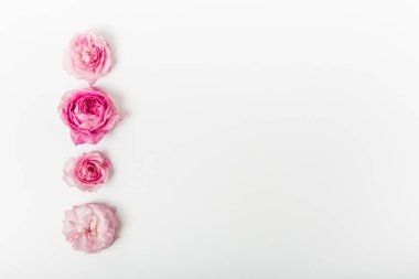 Beyaz arka planda pembe güller. Üst görünüm, şablon. Boşluğu kopyala