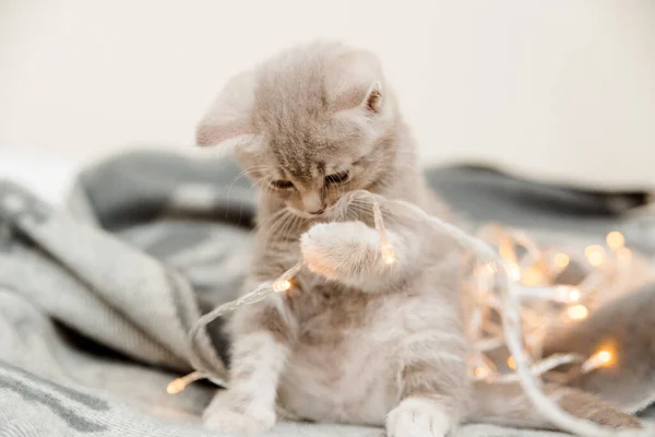 Cute Playful Kitten Christmas Light Scottish Straight — Stock Photo, Image