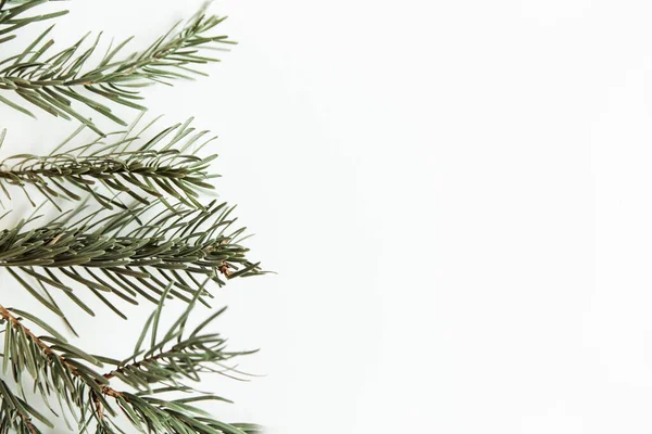 太い松の枝のフレーム 白い背景にクリスマスツリー トップビュー フラットレイアウト — ストック写真