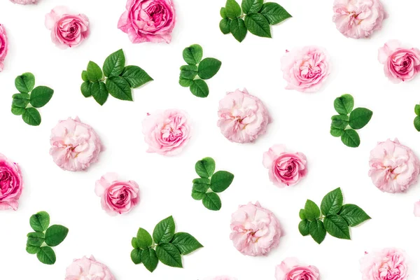 Rosen Und Blätter Hintergrund Isoliert Auf Weiß Die Textur Der — Stockfoto