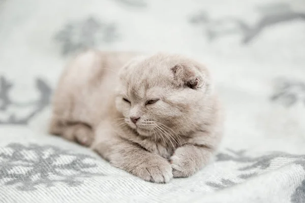 かわいいグレーの子猫 スコットランドの折り目は灰色の背景を滑り — ストック写真