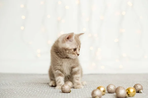 Piccolo Gattino Grigio Scozzese Dritto Luce Palle Natale Sullo Sfondo — Foto Stock