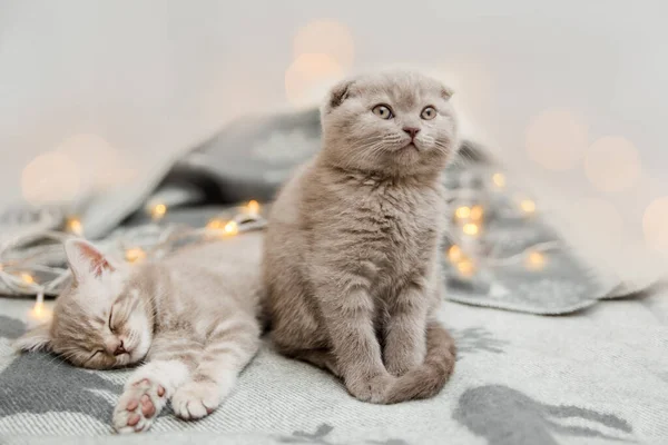 クリスマスライトのかわいい猫がニットで滑っています スコットランドの折り目とスコットランドの直線 — ストック写真