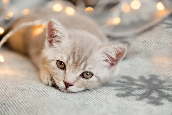 Small Cute Kitten Light Slipping Knitted Plaid Close View — Stock Photo, Image