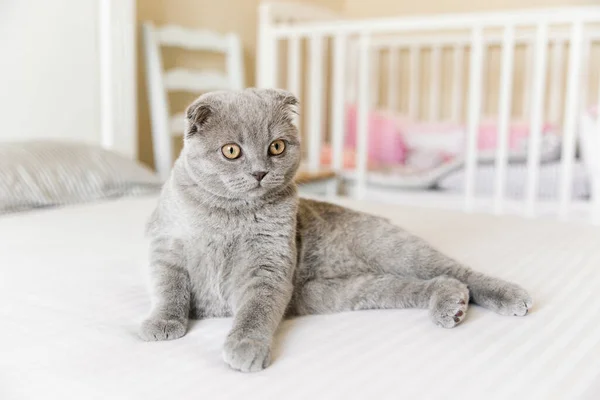 Adorable Chat Écossais Pliant Gris Sur Fond Blanc — Photo