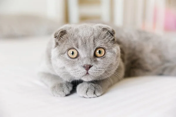 Retrato Adorable Gato Gris Escocés Plegable Sobre Fondo Blanco — Foto de Stock