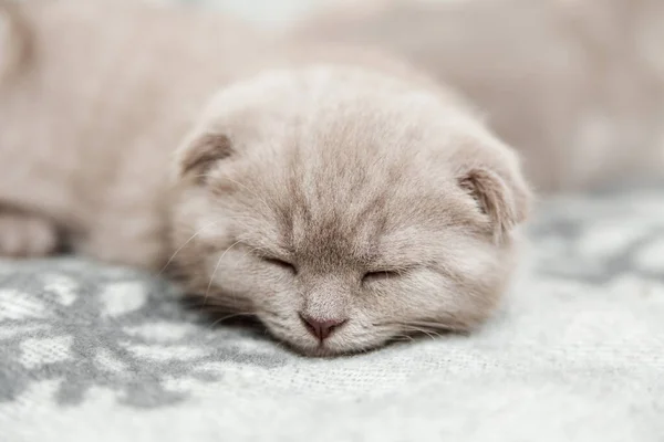 Söt Liten Kattunge Skotska Veck Grå Ull Pläderad Närbild — Stockfoto