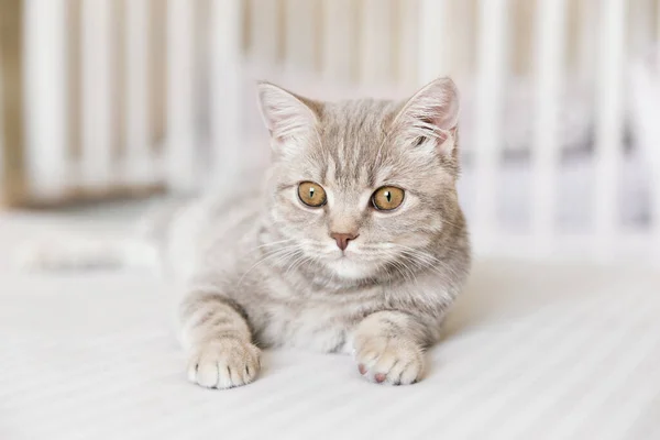 Bedårande Skotsk Rak Tabby Katt Den Vita Bakgrunden — Stockfoto