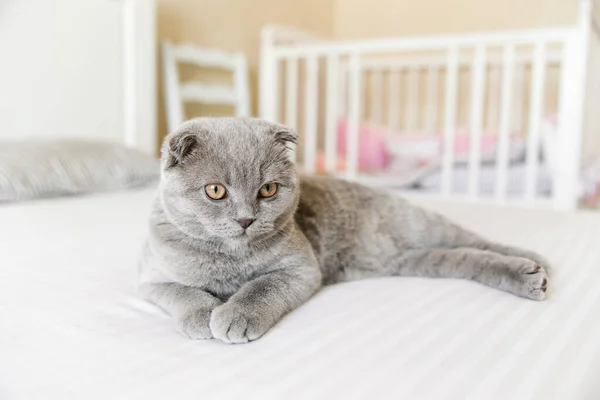 Schattig Schots Vouw Grijze Kat Witte Achtergrond — Stockfoto