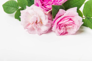 Beyaz arka planda pembe gül buketi. Çiçek arkaplanı. Anneler günü, düğün ve doğum günü konsepti. Boşluğu kopyala