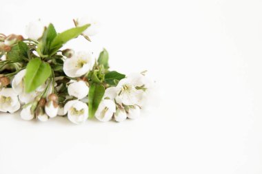 Beyaz arka planda çiçek açan güzel beyaz çiçekler. Düğün için tebrik kartları, doğum günü, Sevgililer Günü, Anneler Günü. Minimalist