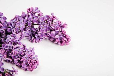 Beyaz arka planda parlak leylak çiçekleri dalları. Asgari bahar konsepti. Anneler Günü için tebrikler. Yakın çekim görünümü