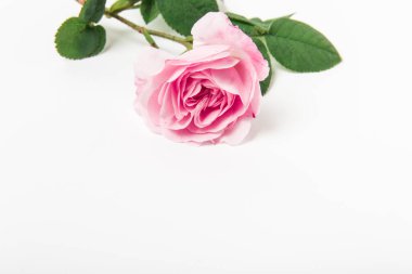 Yeşil yapraklı pembe gül ve beyaz arka planda kök. Tek çiçek. Boşluğu kopyala