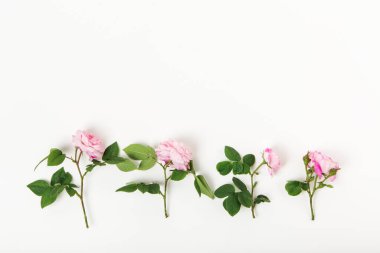 Beyaz arka planda pembe güller olan sınır çerçevesi. Düz yerde, üst tarafta. Çiçek arkaplan. Çiçek çerçevesi. Tasarım için elementler