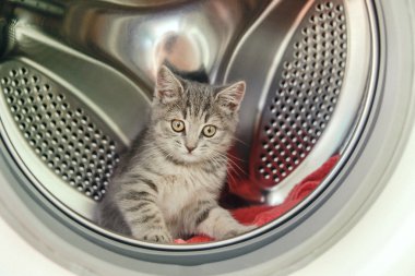 Cute Scottish kitten is sitting in a washing machine clipart