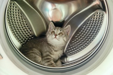 Cute grey Scottish kitten is sitting in a washing machine clipart