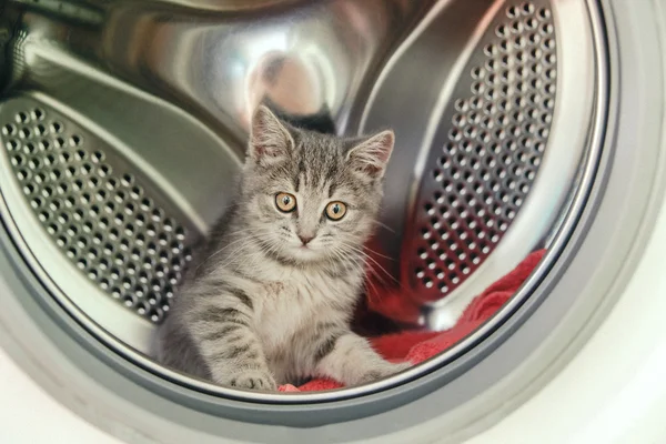 Carino gattino scozzese è seduto in una lavatrice — Foto Stock