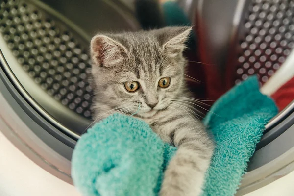 Маленький котёнок жует полотенце в стиральной машине — стоковое фото