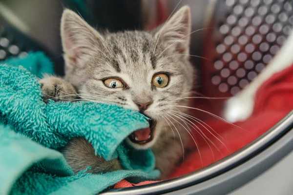 Fanny small pussycat bites the towel in the washing machine drum — Stock Photo, Image