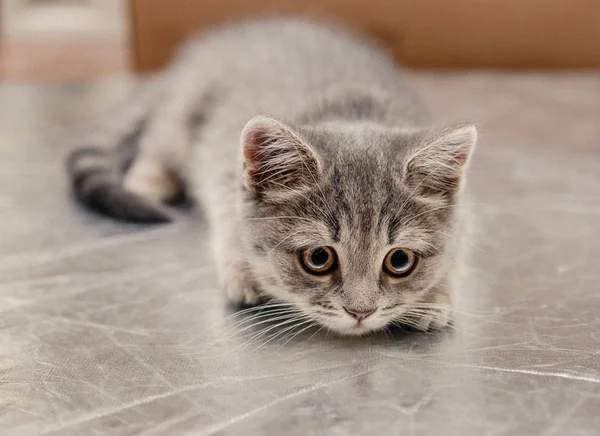 Kleines Kätzchen sitzt auf einer silbernen Oberfläche — Stockfoto